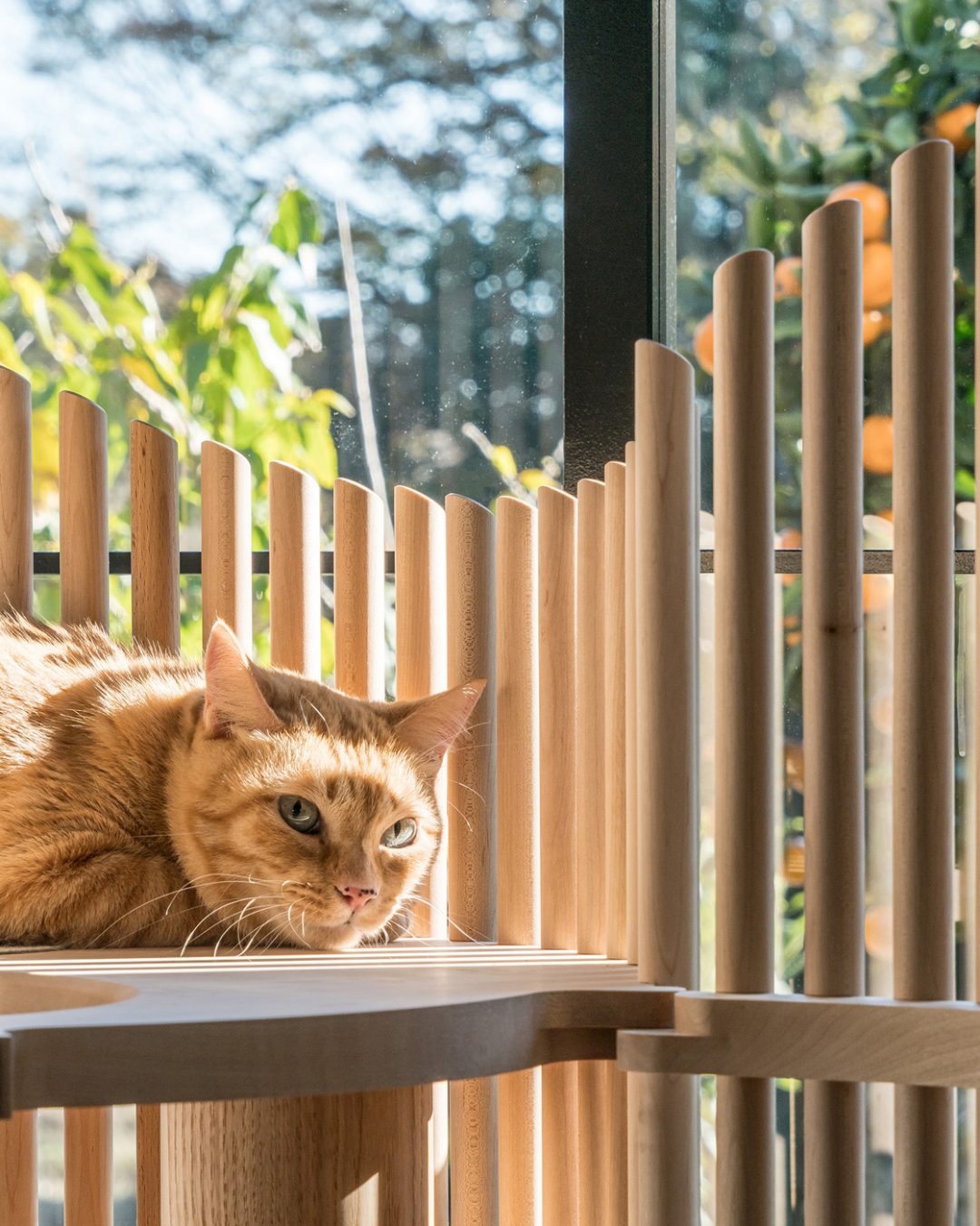 Katze im Katzenmöbel Neko Sonne scheint durch Holzstruktur