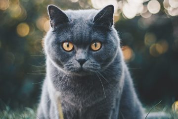 British blue cat