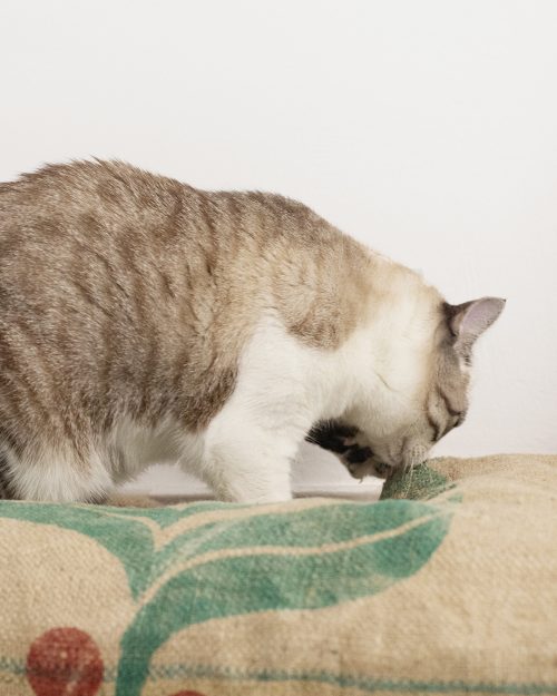 gato amasando sobre el cojin para gatos Recycle Cat de The-Cat-Design