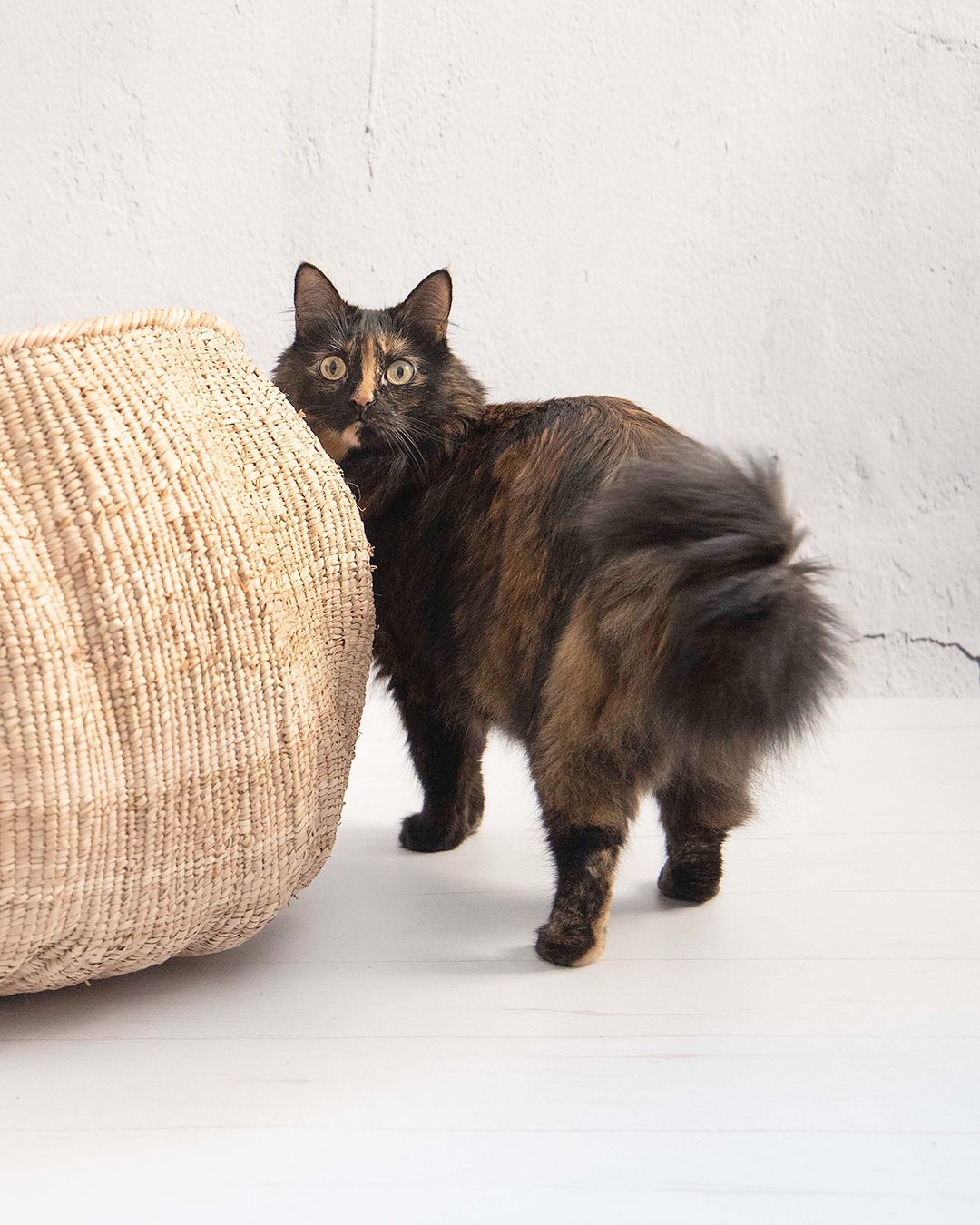 huge basket for cats MEETING POINT by The-Cat-Design handmade of palm leaves with cat looking at it